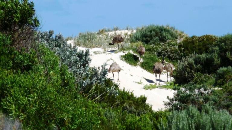 Emus in den Dünen am Almonta Beach